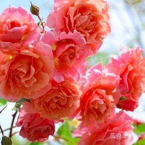 バラ　サンセットグロウ｜花の手帖のバラ図鑑