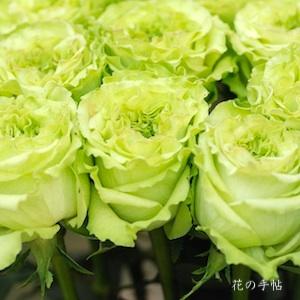 バラ　スーパー グリーン（Super Green）｜花の手帖のバラ図鑑