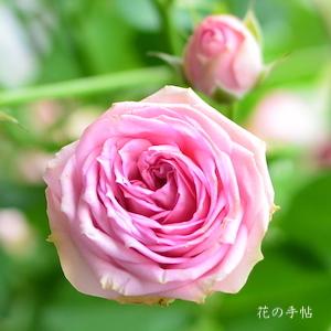 バラ　スーパー センセーション｜花の手帖のバラ図鑑