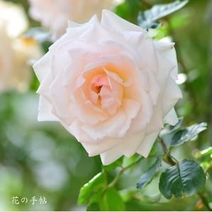 バラ　スワンレイク｜花の手帖のバラ図鑑
