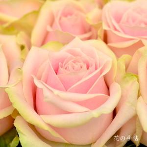 バラ　スウィート アバランチェ（Sweet Avalanche+）｜花の手帖のバラ図鑑