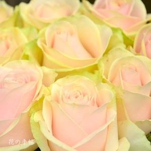 バラ　スウィート アバランチェ（Sweet Avalanche+）｜花の手帖のバラ図鑑