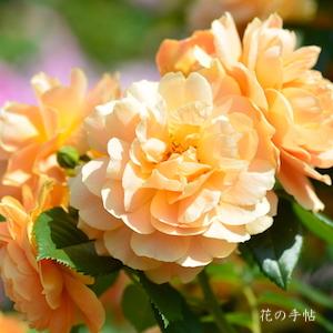 バラ　スウィート マーマレード（Sweet Marmalade）｜花の手帖のバラ図鑑