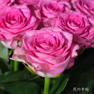 バラ　スウィートユニーク（Sweet Unique）｜花の手帖のバラ図鑑