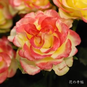 バラ　｜花の手帖のバラ図鑑