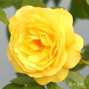 バラ　タゴトノツキ（田毎の月）｜花の手帖のバラ図鑑