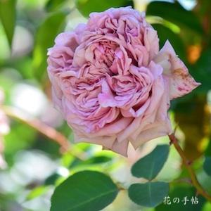 バラ　タイシャ｜花の手帖のバラ図鑑