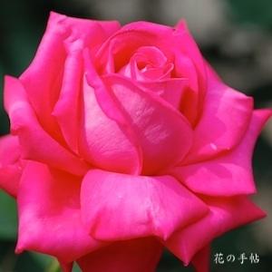 バラ　タキギノウ（薪能）｜花の手帖のバラ図鑑