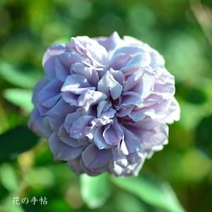 バラ　タマモ（玉藻）｜花の手帖のバラ図鑑