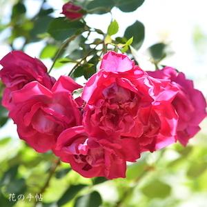 バラ　タムオシャンター｜花の手帖のバラ図鑑