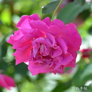 バラ　タムオシャンター｜花の手帖のバラ図鑑