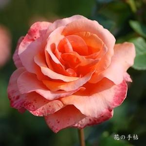 バラ　タンジェリーナ｜花の手帖のバラ図鑑