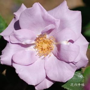 バラ　タソガレ（たそがれ／Tasogare）｜花の手帖のバラ図鑑