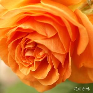 バラ　タットン（Tatton）｜花の手帖のバラ図鑑