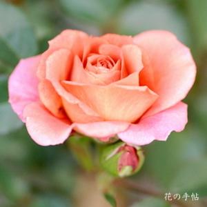 バラ ツルテディベア Rose Teddy Bear Cl つるバラ 2300品種の薔薇を作出者 交配親などのデータと美しい写真で紹介する花の手帖のwebバラ図鑑