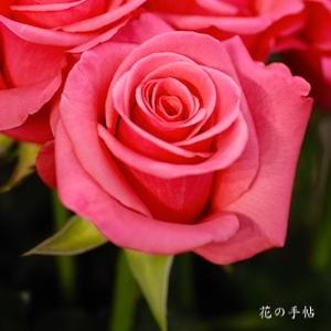 バラ　テレサ｜花の手帖のバラ図鑑