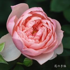バラ　ジ アレンウィック ローズ｜花の手帖のバラ図鑑