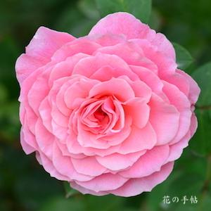 バラ　ティックルドピンク（Tickled Pink）｜花の手帖のバラ図鑑