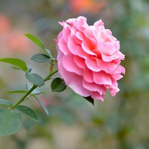 バラ　ティックルドピンク（Tickled Pink）｜花の手帖のバラ図鑑