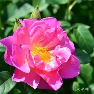 バラ　ザハーバリスト（ROSE　The Herbalist）｜花の手帖のバラ図鑑
