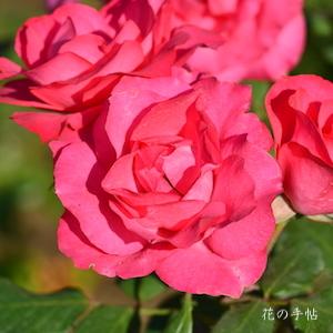 バラ　ときめき（Tokimeki）｜花の手帖のバラ図鑑