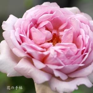 バラ　トットちゃん（Tottochan）｜花の手帖のバラ図鑑