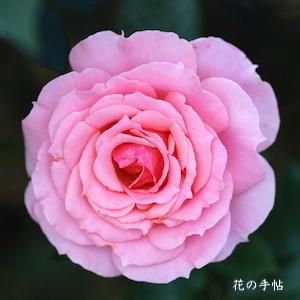 バラ　トーナメント オブ ローゼズ（Tournament of Roses）｜花の手帖のバラ図鑑