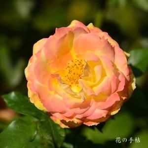 バラ　トロピカルシャーベット（Tropical Sherbet）｜花の手帖のバラ図鑑