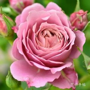 バラ　ツキヨミ（つきよみ）｜花の手帖のバラ図鑑