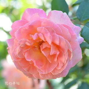 バラ　タイフーン（Typhoon）｜花の手帖のバラ図鑑