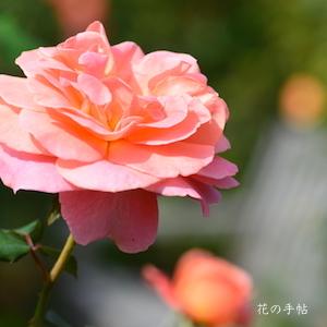 バラ　タイフーン（Typhoon）｜花の手帖のバラ図鑑