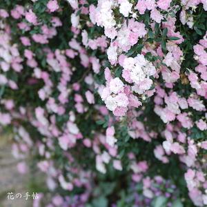 バラ　ウベコマチ（宇部小町）（ROSE　Ubekomachi）｜花の手帖のバラ図鑑