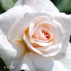 バラ　ウキグモ（浮雲）（ROSE　Ukigumo）｜花の手帖のバラ図鑑