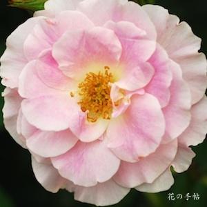 バラ　ウスゲショウ（薄化粧）（ROSE　Usugeshou）｜花の手帖のバラ図鑑