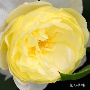 バラ　ヴァネッサベル（Vanessa Bell）｜花の手帖のバラ図鑑