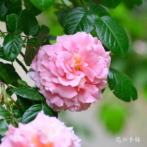 バラ　バンガード｜花の手帖のバラ図鑑