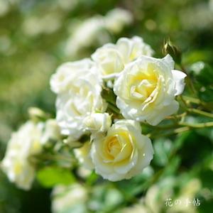 バラ　バニラ ボニカ｜花の手帖のバラ図鑑