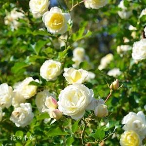 バラ　バニラ ボニカ｜花の手帖のバラ図鑑