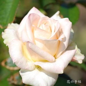 バラ　バニラ パフューム｜花の手帖のバラ図鑑