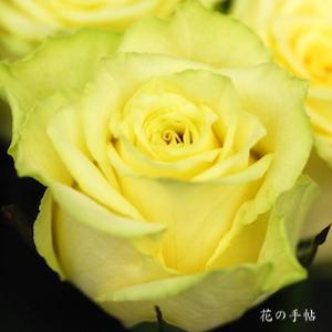 バラ　バニラスカイ｜花の手帖のバラ図鑑