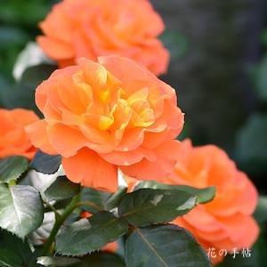 バラ　バブーム／ヴァブーム｜花の手帖のバラ図鑑