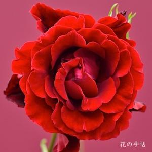 バラ　ベルサイユのばら（La Rose de Versailles）｜花の手帖のバラ図鑑