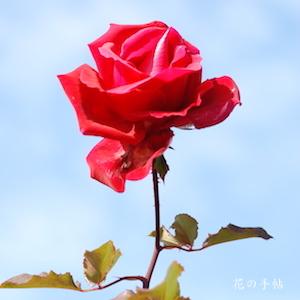 バラ　ビクトル ユーゴ｜花の手帖のバラ図鑑