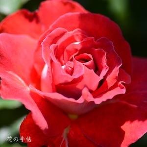 バラ　ヴィクトリアーナ｜花の手帖のバラ図鑑