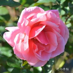 バラ　ヴィオレーヌ｜花の手帖のバラ図鑑