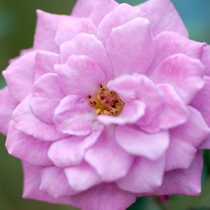 バラ　バイオレット ドリー（Violet Dolly）｜花の手帖のバラ図鑑