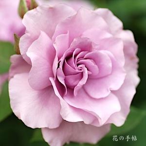 バラ　ワカムラサキ（若紫／Wakamurasaki）｜花図鑑【花の手帖】