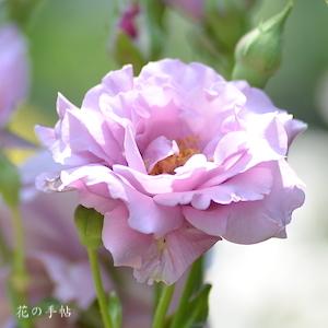 バラ　ワカムラサキ（若紫／Wakamurasaki）｜花図鑑【花の手帖】
