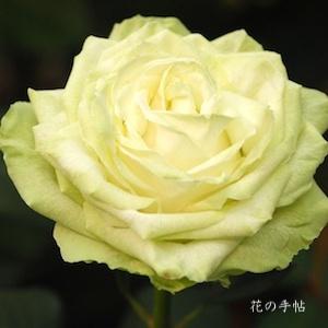 バラ わかな Rose Wakana ハイブリットティ 2300品種の薔薇を作出者 交配親などのデータと美しい写真で紹介する花の手帖のwebバラ図鑑