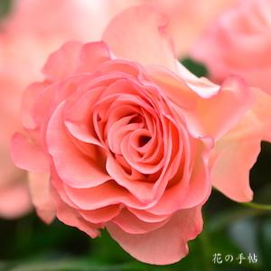 バラ　ワルツ｜花の手帖のバラ図鑑